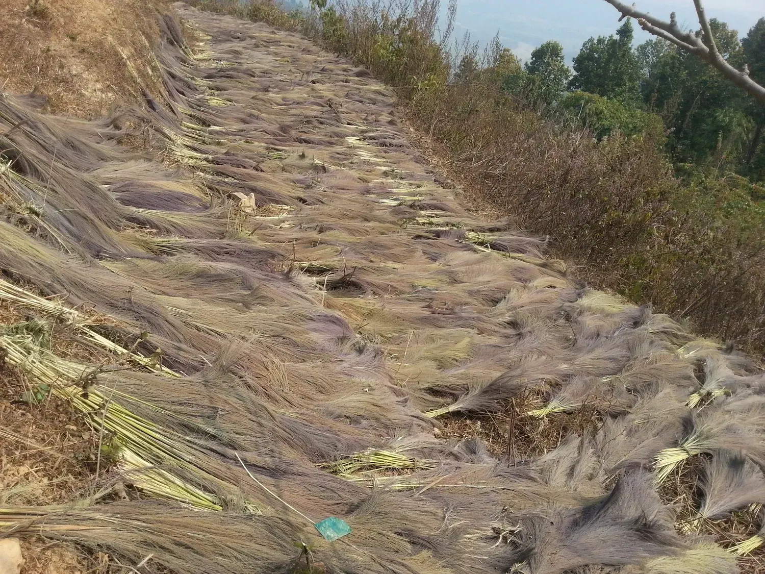 Premium Northeast Indian broom grass drying after harvest in Assam